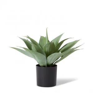 Agave Potted - 40 x 35 x 40cm by null, a Plants for sale on Style Sourcebook
