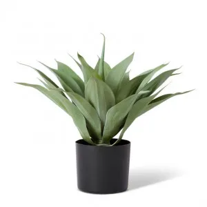 Agave Potted - 50 x 40 x 50cm by null, a Plants for sale on Style Sourcebook