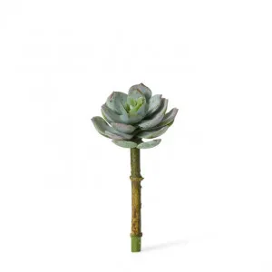 Echeveria Opalina Pick - 7 x 7 x 13cm by null, a Plants for sale on Style Sourcebook