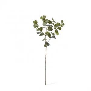 Eucalyptus Dollar Spray - 20 x 20 x 78cm by null, a Plants for sale on Style Sourcebook