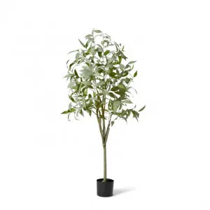 Gum Tree - 80 x 80 x 160cm by null, a Plants for sale on Style Sourcebook