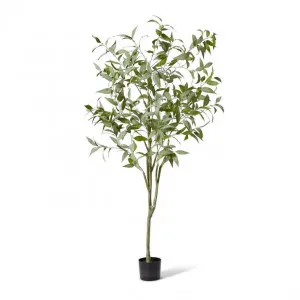 Gum Tree - 90 x 90 x 200cm by null, a Plants for sale on Style Sourcebook