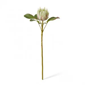 Protea Grand King Stem - 30 x 30 x 66cm by null, a Plants for sale on Style Sourcebook