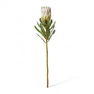 Protea Grand Stem - 10 x 10 x 65cm by null, a Plants for sale on Style Sourcebook