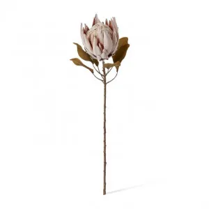 Protea King Dried Look Stem - 25 x 25 x 61cm by null, a Plants for sale on Style Sourcebook
