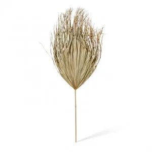 Palm Dried Stem - 50 x 1 x 130cm by null, a Plants for sale on Style Sourcebook