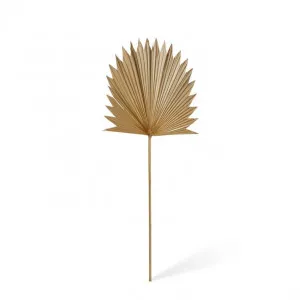 Sun Fan Palm Dried Stem - 38 x 1 x 96cm by null, a Plants for sale on Style Sourcebook
