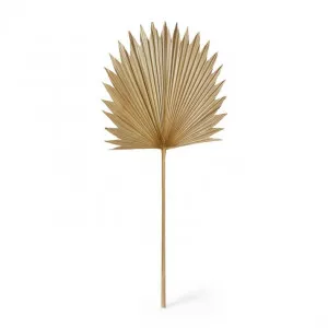 Sun Fan Palm Dried Stem - 45 x 1 x 103cm by null, a Plants for sale on Style Sourcebook