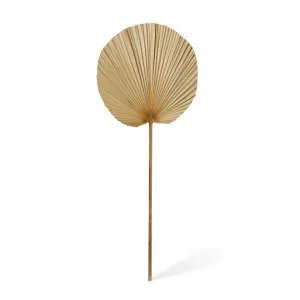 Fan Palm Dried Stem - 31 x 1 x 90cm by null, a Plants for sale on Style Sourcebook