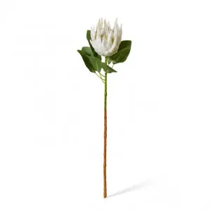 Protea King Stem - 20 x 13 x 74cm by null, a Plants for sale on Style Sourcebook