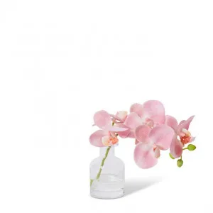 Phalaenopsis Orchid in Vase - 25 x 10 x 20cm by null, a Plants for sale on Style Sourcebook