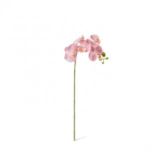 Phalaenopsis Orchid Stem - 25 x 10 x 55cm by null, a Plants for sale on Style Sourcebook