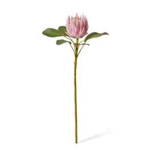 Protea Grand King Stem - 30 x 30 x 66cm by null, a Plants for sale on Style Sourcebook