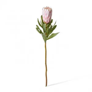 Protea Grand Stem - 10 x 10 x 65cm by null, a Plants for sale on Style Sourcebook