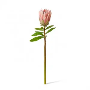 Protea King Stem - 12 x 12 x 68cm by null, a Plants for sale on Style Sourcebook