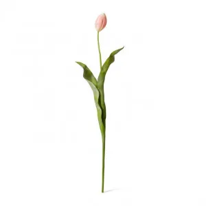 Tulip Stem - 9 x 3 x 74cm by null, a Plants for sale on Style Sourcebook