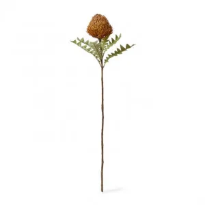 Banksia Ba x teri Stem - 20 x 11 x 69cm by null, a Plants for sale on Style Sourcebook
