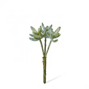 Sedum Nevii Stem - 12 x 12 x 23cm by null, a Plants for sale on Style Sourcebook