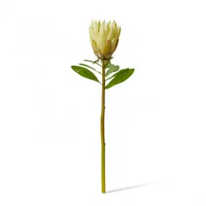 Protea King Stem - 12 x 12 x 68cm by null, a Plants for sale on Style Sourcebook