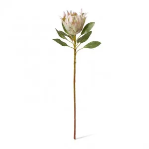 Protea King Stem - 20 x 20 x 73cm by null, a Plants for sale on Style Sourcebook