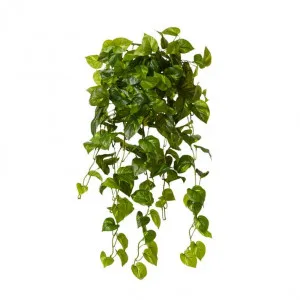 Philo Vine Hanging Plant - 50 x 40 x 90cm by null, a Plants for sale on Style Sourcebook