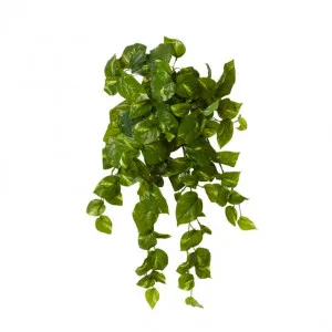 Pothos Golden Hanging Plant - 40 x 25 x 75cm by null, a Plants for sale on Style Sourcebook