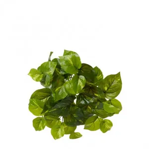 Pothos Golden Plant - 13 x 13 x 30cm by null, a Plants for sale on Style Sourcebook