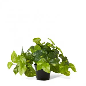 Pothos Golden Potted - 35 x 35 x 24cm by null, a Plants for sale on Style Sourcebook