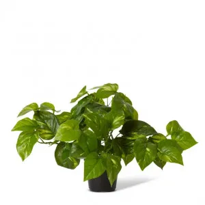 Pothos Golden Potted - 50 x 30 x 30cm by null, a Plants for sale on Style Sourcebook