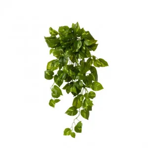 Pothos Hanging Plant - 35 x 31 x 66cm by null, a Plants for sale on Style Sourcebook