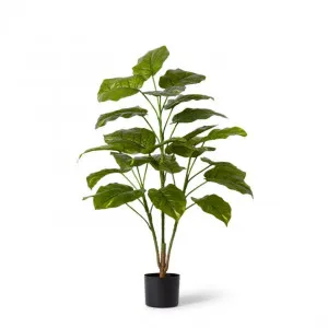 Pothos Potted - 68 x 68 x 107cm by null, a Plants for sale on Style Sourcebook