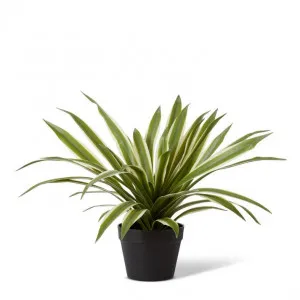 Sisal Agave Potted - 50 x 50 x 41cm by null, a Plants for sale on Style Sourcebook