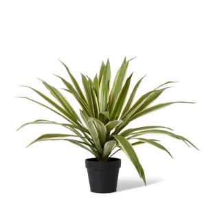 Sisal Agave Potted - 80 x 80 x 70cm by null, a Plants for sale on Style Sourcebook