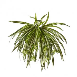 Spider Plant - 35 x 35 x 48cm by null, a Plants for sale on Style Sourcebook