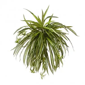 Spider Plant - 58 x 58 x 50cm by null, a Plants for sale on Style Sourcebook