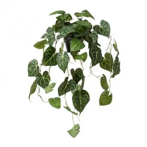 Anthurium Hanging Plant Potted - 38 x 35 x 84cm by null, a Plants for sale on Style Sourcebook