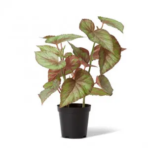 Begonia Potted - 41 x 39 x 59cm by null, a Plants for sale on Style Sourcebook