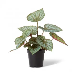 Begonia Re x  Potted - 46 x 43 x 47cm by null, a Plants for sale on Style Sourcebook