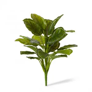 Calathea Medallion Bush - 38 x 38 x 43cm by null, a Plants for sale on Style Sourcebook