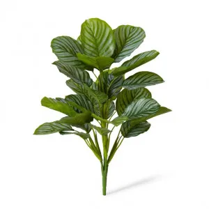 Calathea Orbifolia Bush - 38 x 38 x 53cm by null, a Plants for sale on Style Sourcebook