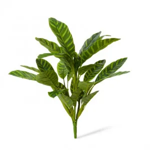 Calathea Zebrina Bush - 50 x 50 x 57cm by null, a Plants for sale on Style Sourcebook