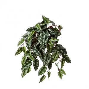 Cissus Hanging Plant - 40 x 40 x 58cm by null, a Plants for sale on Style Sourcebook