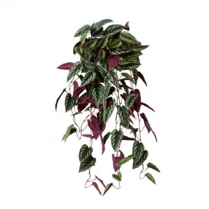 Cissus Hanging Plant - 60 x 60 x 97cm by null, a Plants for sale on Style Sourcebook