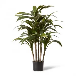 Cordyline Plant Potted - 43 x 43 x 100cm by null, a Plants for sale on Style Sourcebook