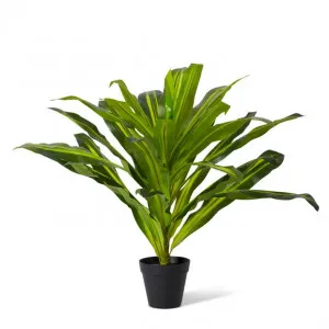 Dracaena Plant Potted - 65 x 65 x 60cm by null, a Plants for sale on Style Sourcebook