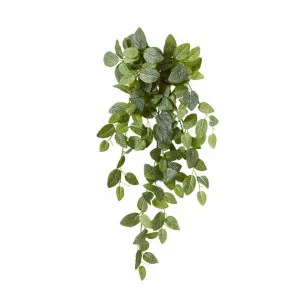 Fittonia Hanging Plant - 35 x 30 x 75cm by null, a Plants for sale on Style Sourcebook