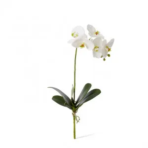 Phalaenopsis Grand Plant - 24 x 24 x 51cm by null, a Plants for sale on Style Sourcebook