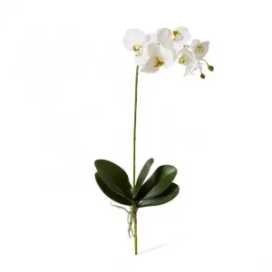 Phalaenopsis Grand Plant - 26 x 26 x 63cm by null, a Plants for sale on Style Sourcebook