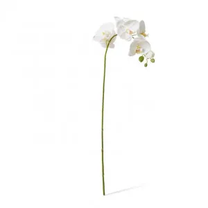 Phalaenopsis Lush Stem - 25 x 10 x 78cm by null, a Plants for sale on Style Sourcebook