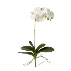 Phalaenopsis Luxe Plant - 35 x 15 x 62cm by null, a Plants for sale on Style Sourcebook